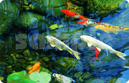 241-Koi Pond